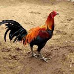 Gà Peru – Đặc Điểm Nổi Bật Và Các Giống Gà Lai Peru Khác