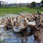 Giống vịt cỏ-nguồn gốc, đặc tính sinh học và các bệnh thường gặp