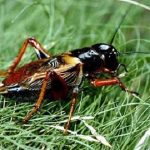 Dế ăn gì? Dế là thức ăn của con gì? Cách cho ăn và kỹ thuật nuôi dế hiệu quả