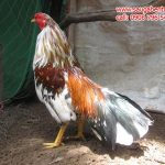 Bán Gà Đá Tiền, Gà Đá C1, Gà Đá Cam, Sáu Gà Bến Tre, Top 7 Con Online Ngày 31.7.