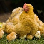 Gà ấp trứng bao nhiêu ngày thì nở? Cách nhận biết trứng gà sắp nở
