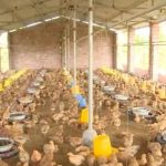 Cách chữa bệnh gà bị khò khè đơn giản và hiệu quả nhất hiện nay