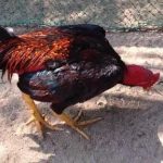 Top loại thuốc trị gà khò khè sổ mũi hiệu quả