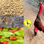 Gà chọi ăn gì tốt