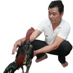 Danh Sách Dòng Giống Gà Chọi Hay Nhất Việt Nam Hiện Nay