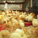 Cách trộn thức ăn cho gà con 1 tháng tuổi lớn nhanh tỷ lệ sống cao