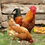 Gà vào nhà là điềm gì, tốt hay xấu đối với gia chủ?