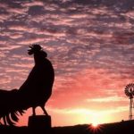 Gà Gáy Đêm Báo Hiệu Điềm Gì? Ý Nghĩa Tiếng Gà Gáy Theo Khung Giờ