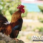 Gà trống gáy vào thời gian nào? Có khi nào gà trống gáy nửa đêm không