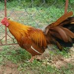 Gà khét là gà gì?