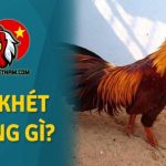 Gà khét mạng gì? Chi tiết về màu mệnh gà khét