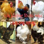 GÀ KHỔNG LỒ XỨ CATALAN(GÀ KỲ LÂN)