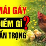 Gà Mái Gáy Là Điềm Gì? Giải Mã Hiện Tượng Gà Mái Gáy Chi Tiết Nhất