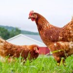 Gà Mái Gáy Báo Điềm Gì? Giải Mã Tiếng Gáy Chi Tiết Năm 2023