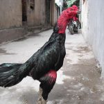 Gà màu gì đá hay nhất? – Bí kíp chọn gà chọi không thể bỏ qua