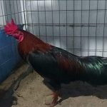 Gà Que mạng gì? Cách nhận biết chiến kê Gà Que dũng mãnh