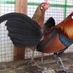 Cách nuôi gà rừng mỡi bẫy về. Kỹ thuật thuần gà rừng mới bẫy