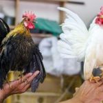 Giá gà Serama bao nhiêu? Cách nuôi và chăm sóc ra sao?