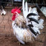 Giá gà tre thái kiểng & thương phẩm. Trang trại bán gà tre thái giống cả nước