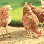 Gà vào nhà là hên hay xui? Báo hiệu những điều thú vị gì?