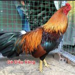 Gà điều vàng mệnh gì? Đá ngày nào tốt nhất?