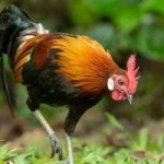 Gà vào nhà có điềm gì? Lý giải hiện tượng, dự đoán hung cát