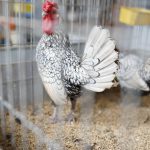 Gà "vảy cá" giá 5-7 triệu: Hàng hiếm chơi Tết, dân chơi xếp hàng cả tháng