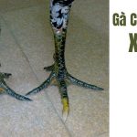 Gà chân xanh là gì? Có nên nuôi gà chân xanh không?