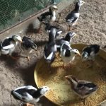 Gà chọi con thuần chủng 1 tháng tuổi