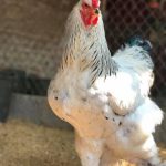 Gà khổng lồ 35 triệu/cặp: Cơn sốt hàng hiếm, dân chơi săn lùng