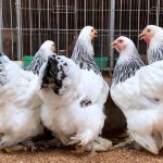 Giống gà độc lạ khiến đại gia sẵn sàng xuống tiền chỉ để ngắm chứ không ăn