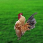 Gà Serama