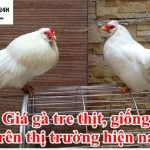 Giá Gà Tre thịt giống bao nhiêu tiền 1con. Mô hình nuôi và trang trại uy tín