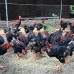 Giống gà Việt quý hiếm có cân nặng 'khủng', con giống bán 15 triệu/con