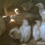 Bệnh gumboro ở gà là bệnh gì? Cách chẩn đoán, kiểm soát và xử lý gà mắc bệnh