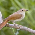 Chim Họa Mi ăn gì tốt nhất, căng lửa và hót đỉnh hơn?