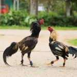 KỸ THUẬT NUÔI GÀ ĐÁ