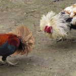 Bạn đã biết cách dùng vitamin B1 cho gà chưa? Tham khảo ngay | viên uống vitamin c cinal