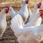 Đặc điểm gà Lơ Go – Năng suất trứng của gà Lơ Go ra sao?