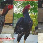 Chiêm Ngưỡng 7 Giống Gà Chọi Đẹp Nhất Thế Giới