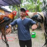 Các Giống Gà Đẹp Nhất Thế Giới Được Nhiều Người Tìm Kiếm