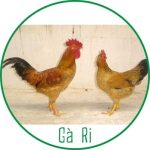 Những giống gà quý của Việt Nam