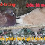 Cách phân biệt Bồ Câu trống mái đơn giản và chính xác nhất