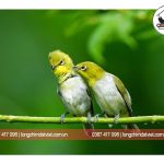 Những điểm khác biệt giữa vành khuyên mái và vành khuyên trống