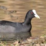 Sâm cầm và tác dụng của chim sâm cầm với sức khỏe