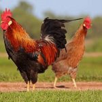 Tập tính sinh học của gà, đặc điểm và cách sóc hiệu quả