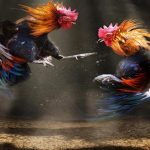 Tên các loại gà đá mà sư kê nên biết