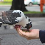 Các loại thức ăn cho chim cảnh và những lưu ý