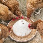 Học cách trộn thức ăn cho gà vừa tiết kiệm vừa khoa học