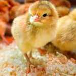 Công dụng, phân loại và hướng dẫn sử dụng thuốc úm gà con mới nở